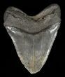 Large, Fossil Megalodon Tooth - Feeding Damaged Tip #60492-2